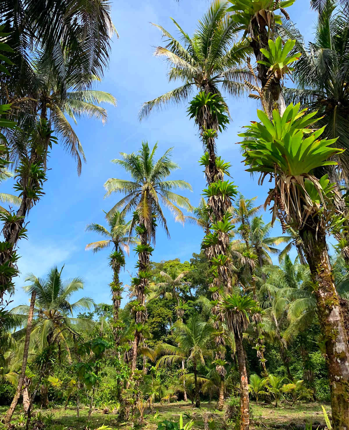 Panama: Pirates & Caribbean Coast photo 1