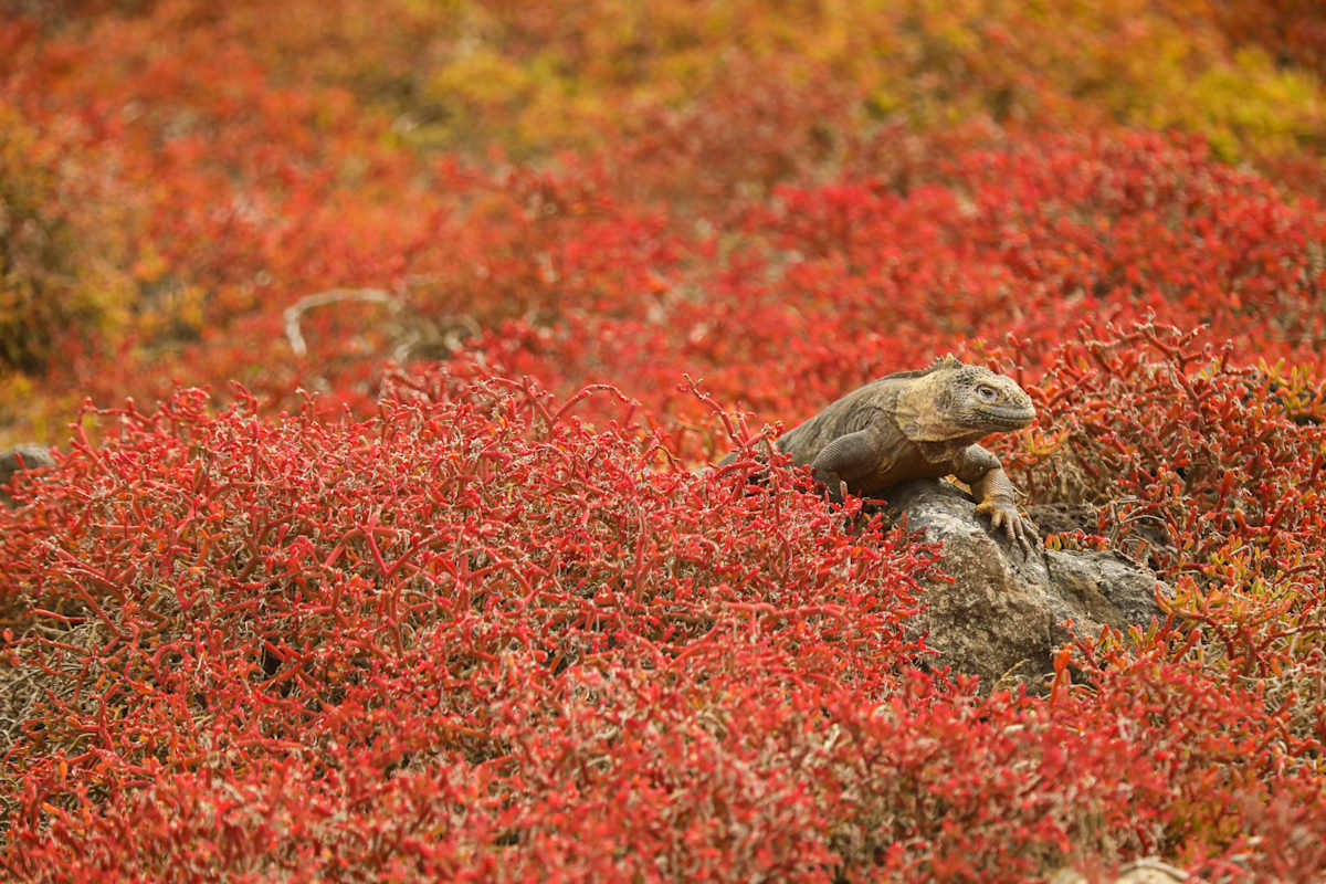 Galapagos Cruise & Machu Picchu Highlights  photo 3