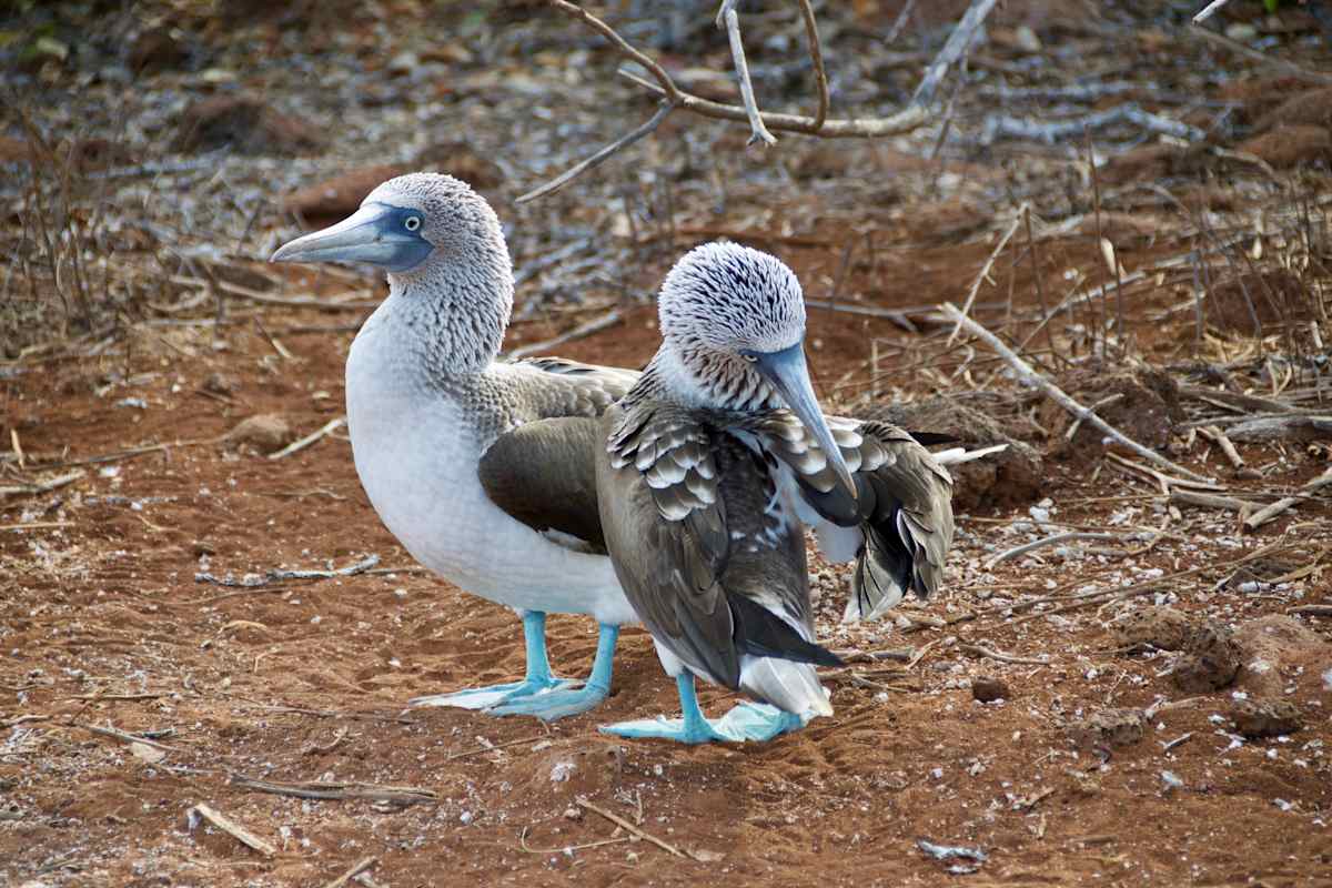 Galapagos Island Escape: Santa Cruz & San Cristobal photo 2