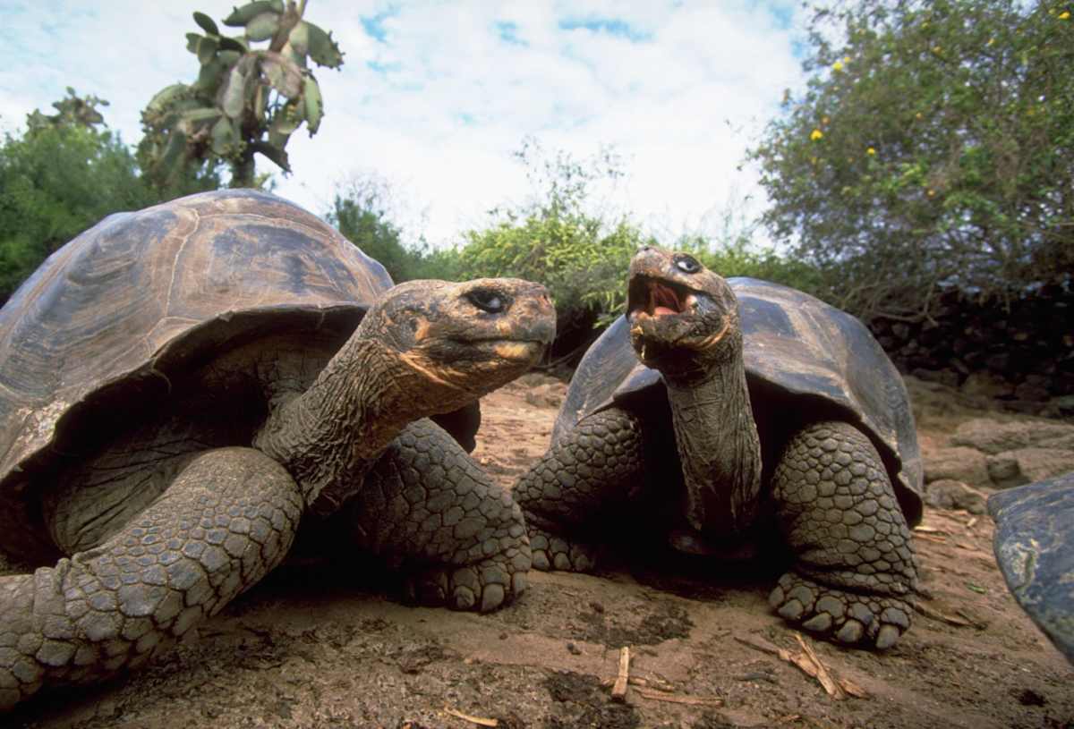 Galapagos Island Escape: Santa Cruz & San Cristobal photo 7