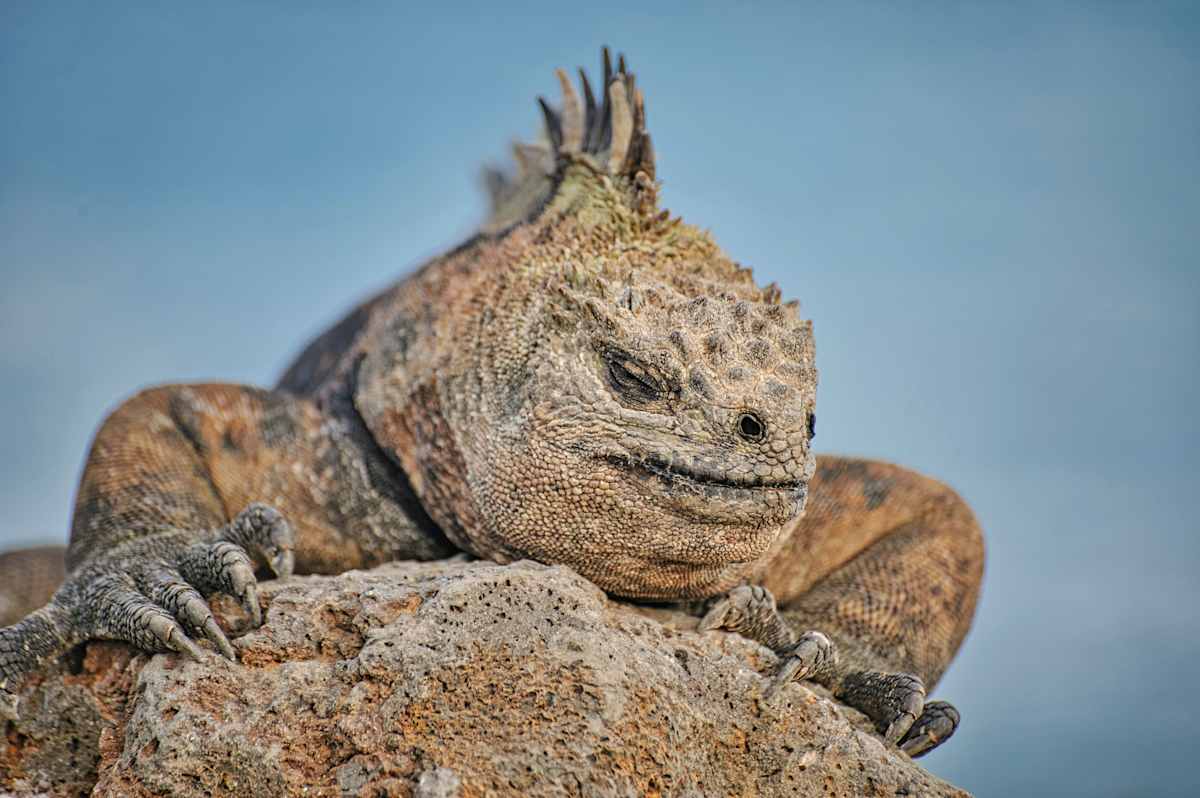 Galapagos Island Escape: Santa Cruz & San Cristobal photo 9