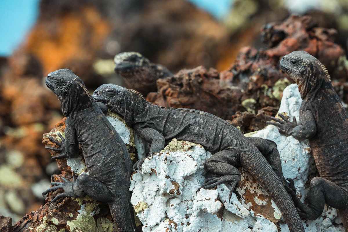 Galapagos Island Escape: Santa Cruz & San Cristobal photo 8