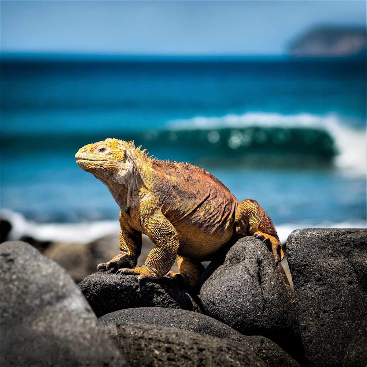 Galapagos Island Escape: Santa Cruz & San Cristobal photo 4