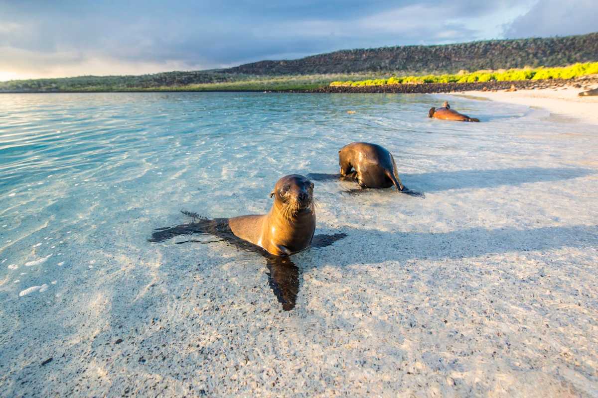 Galapagos Island Escape: Santa Cruz & San Cristobal photo 6