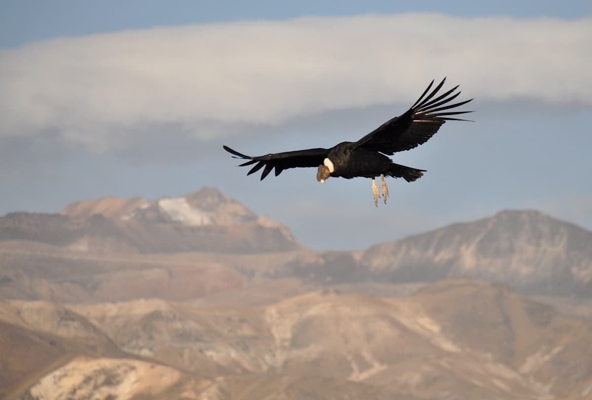 Peru's Andean Canyons & Remote Tented Camps photo 3