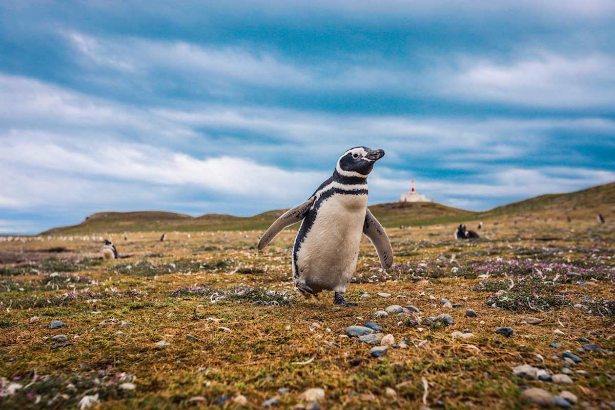 Chile’s Patagonia & Beyond: Fjord Explorer Cruise photo 4