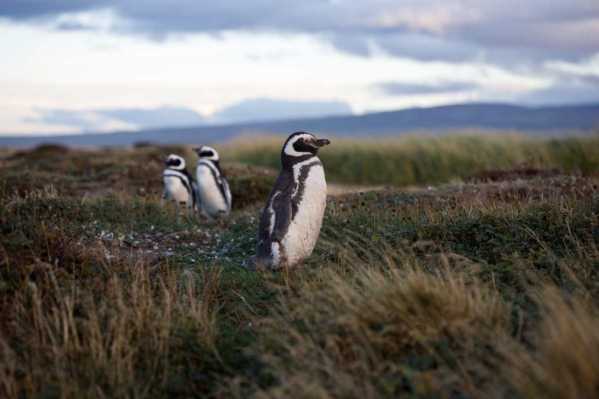 Navigating Torres del Paine & Cape Horn photo 3