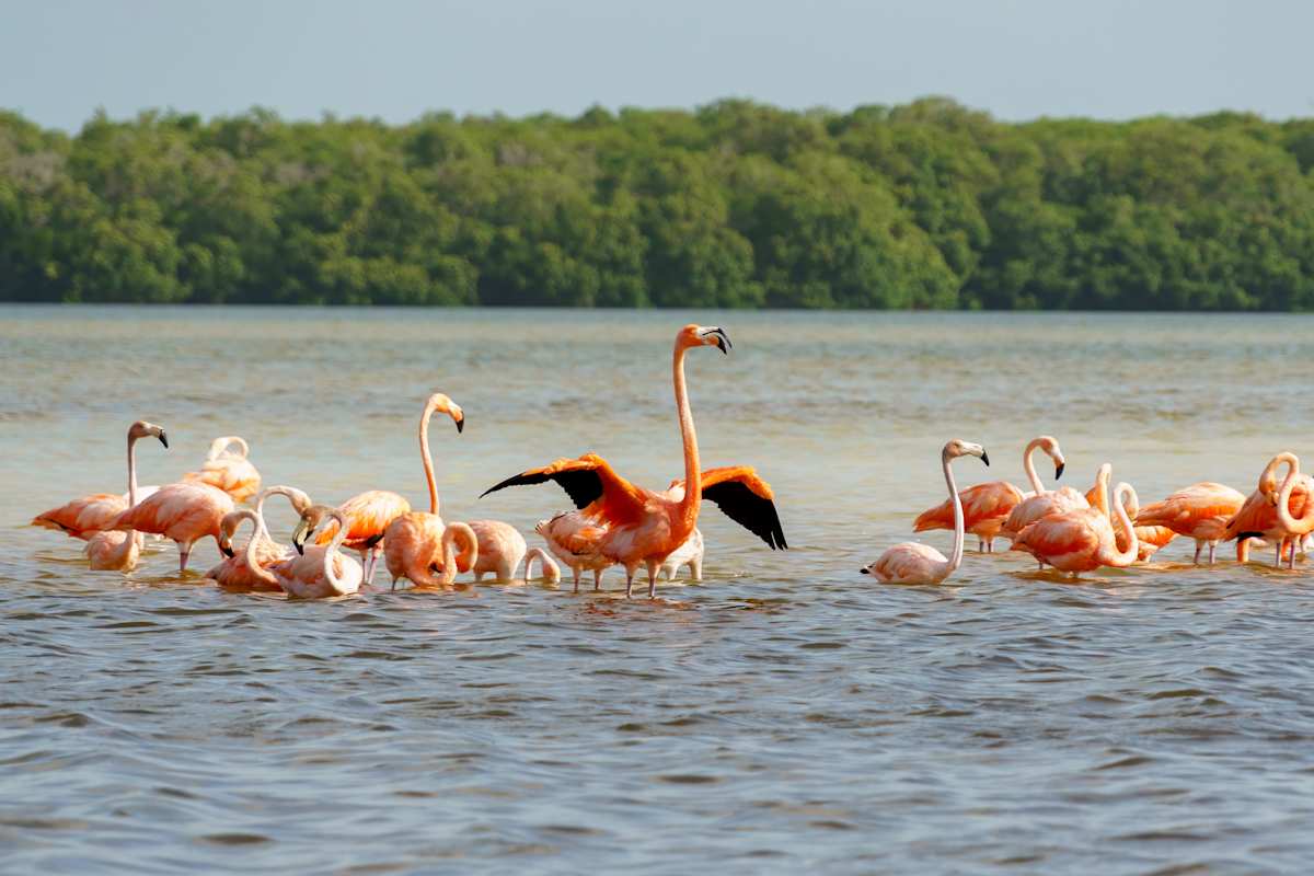 Yucatan Discovery & Seaside Leisure photo 5