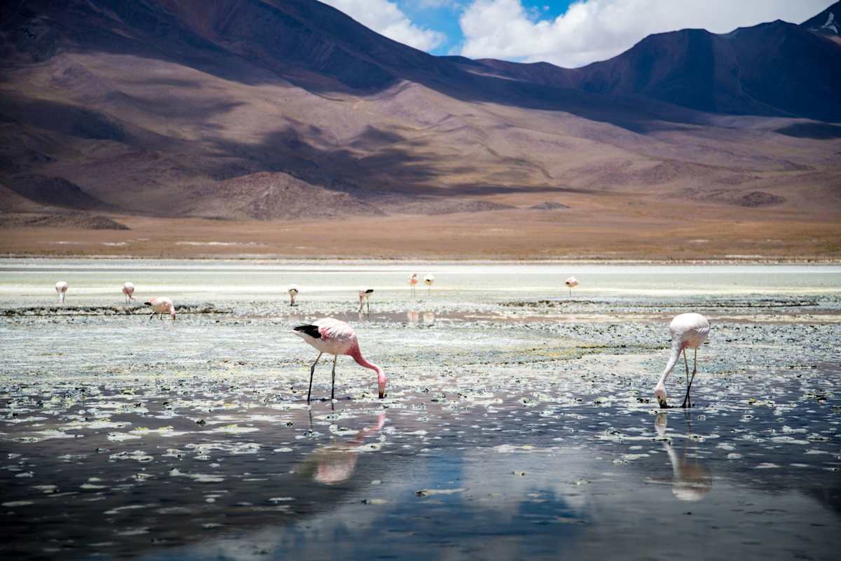Peru, Bolivia and the Atacama Desert photo 3