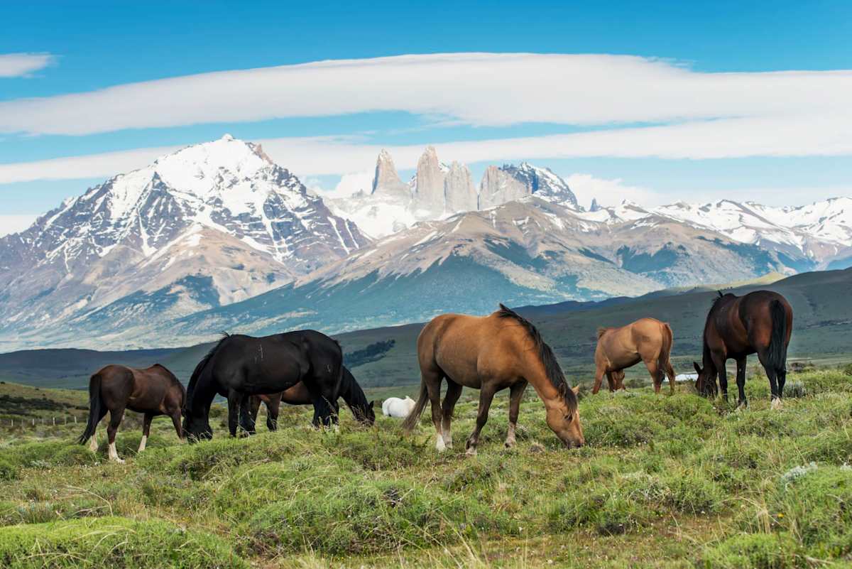 Patagonia Signature photo 2