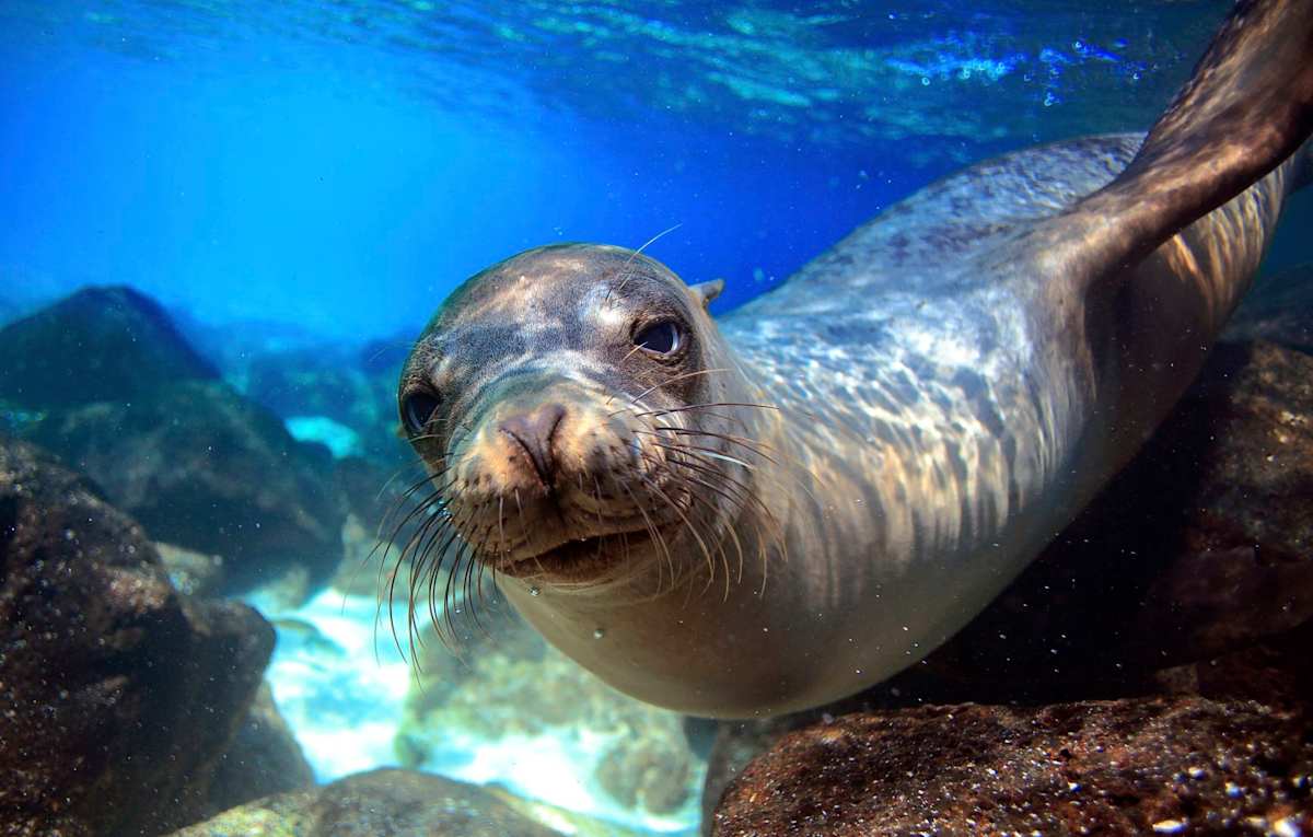 Galapagos Explorer: Land & Sea Expedition photo 5