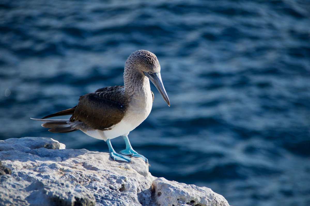Galapagos Family Cruise: Wildlife & Water Adventures photo 2