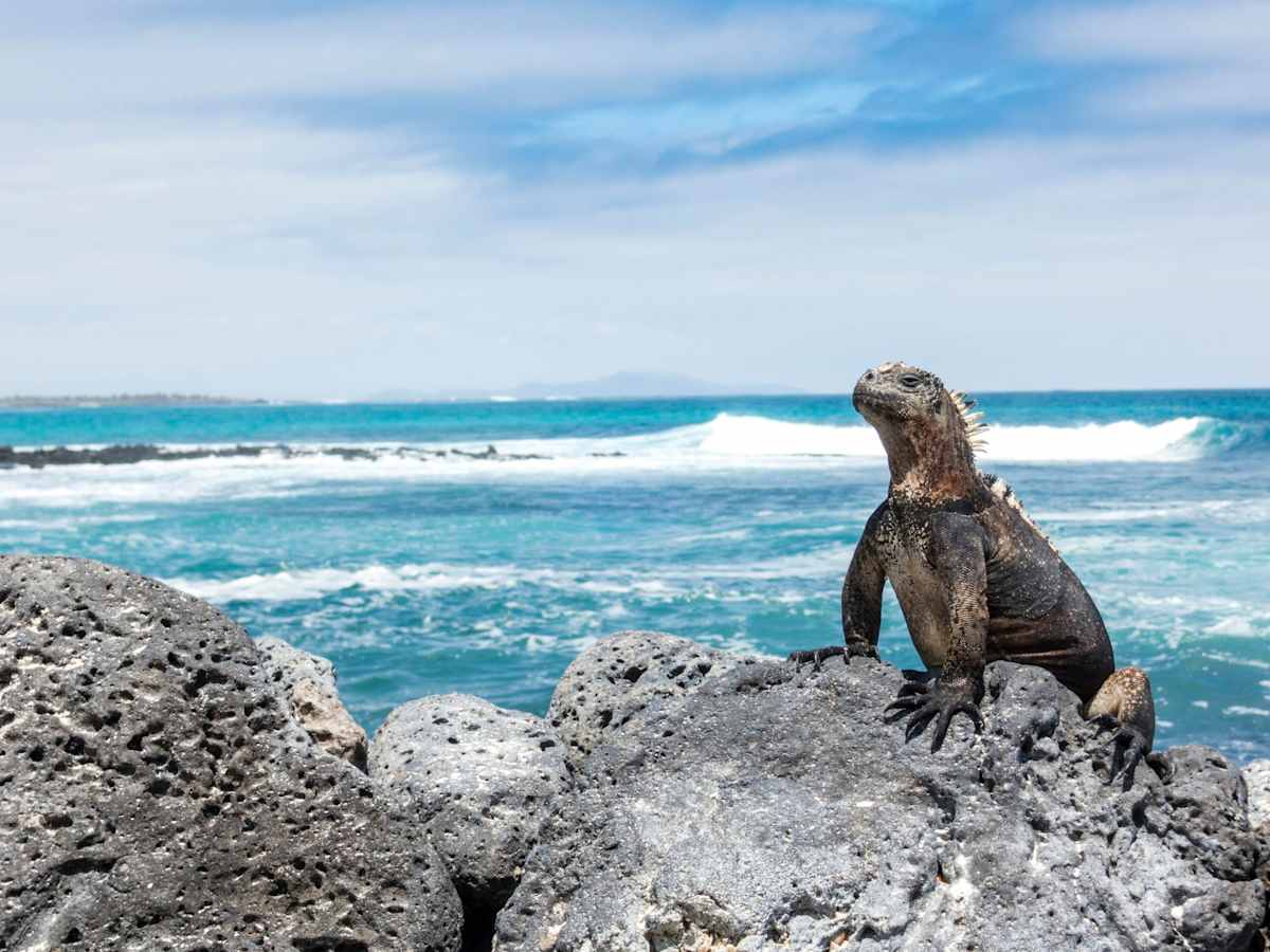 Galapagos Islands Cruise & Ecuador's Andes photo 3