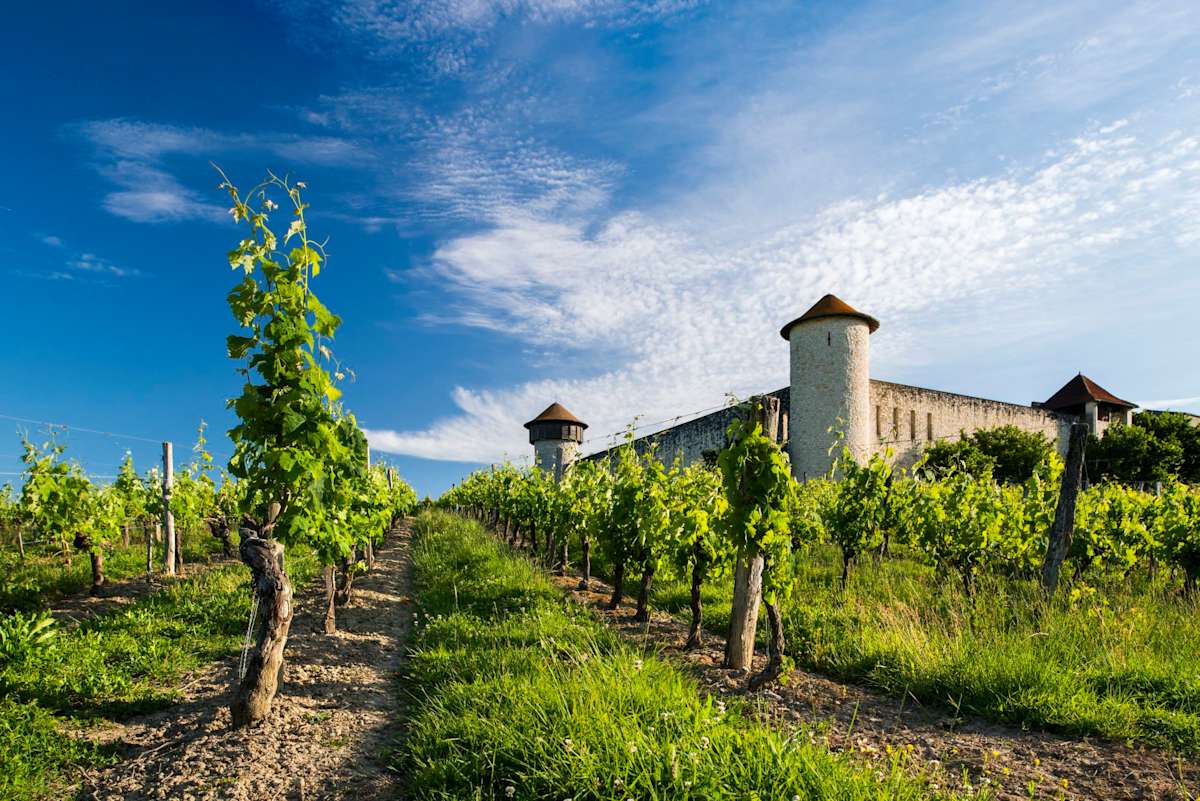 Eiffel Tower to Estate Wines: Burgundy & Bordeaux photo 6