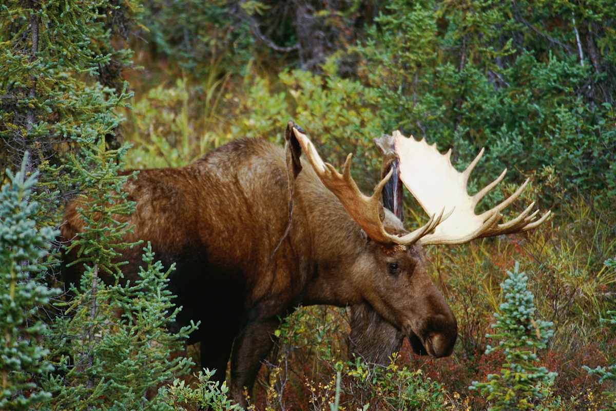 Explore Newfoundland: Gros Morne & Beyond photo 4