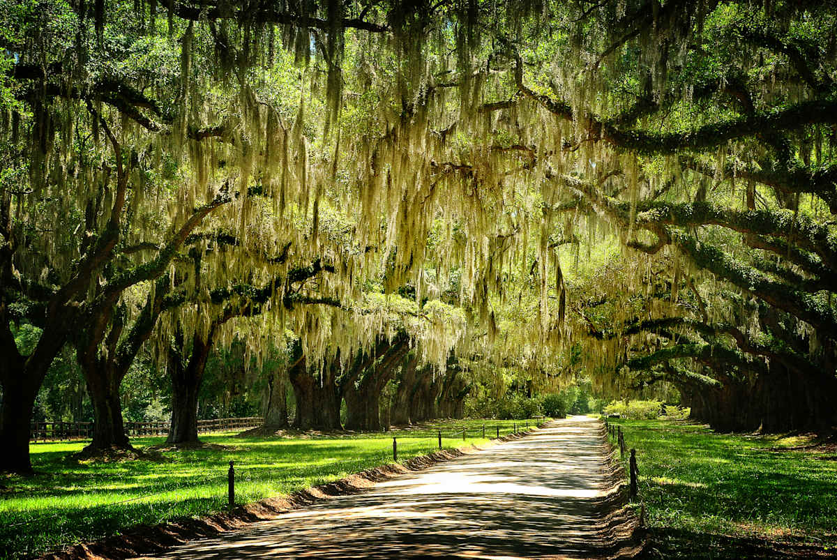 Charleston & Savannah: Low Country Culture & Cuisine photo 4