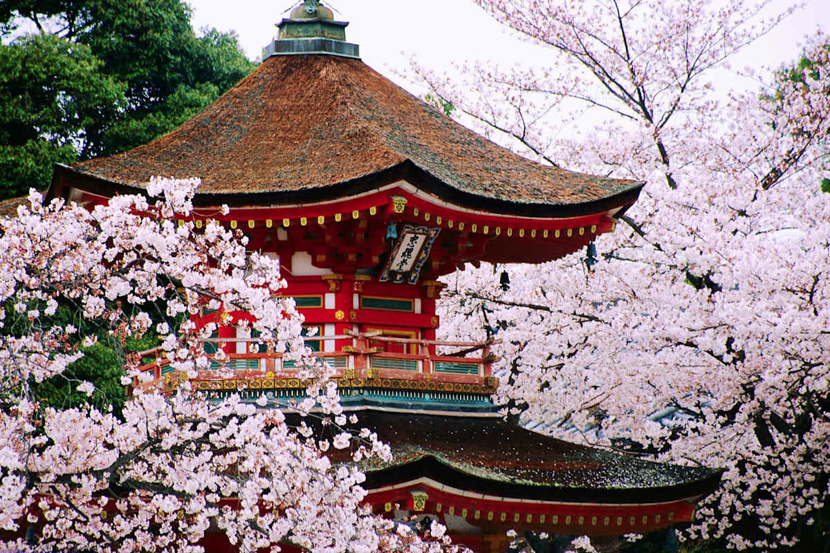Japan in Bloom: Sakura Season Highlights photo 5