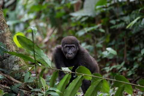 Congo: Africa's Rainforest Frontier photo 1