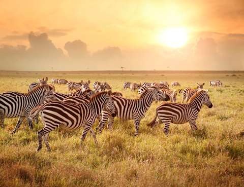 Ultimate Kenya Safari: Rare Species & Starry Nights photo 2