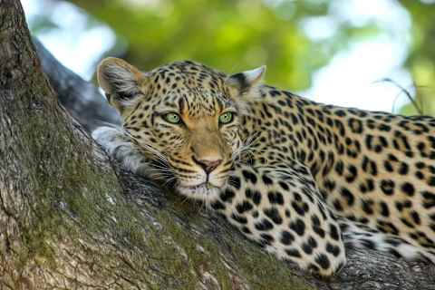 Cape, Kruger and Vic Falls photo 2