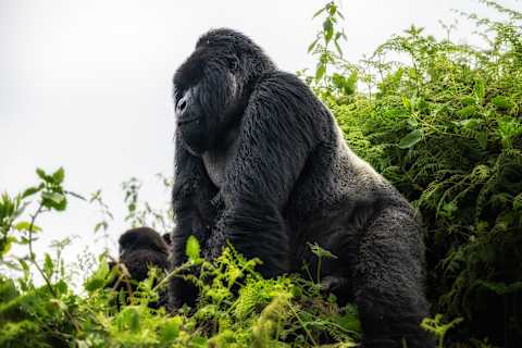 Wild Wonders of East Africa: Kenya, Tanzania & Rwanda photo 3