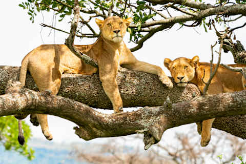 Wild Wonders of East Africa: Kenya, Tanzania & Rwanda photo 4