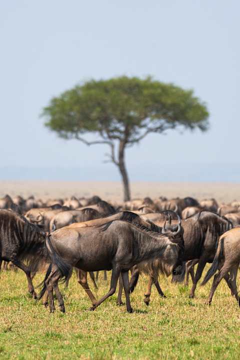 Wild Wonders of East Africa: Kenya, Tanzania & Rwanda photo 2