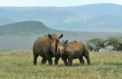 Ultimate Kenya Safari: Rare Species & Starry Nights photo 4