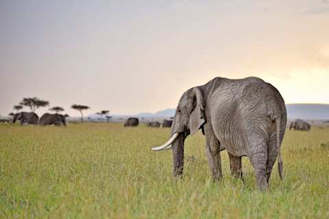 Egypt & Kenya: Ancient Pyramids & Big Five Safari photo 2