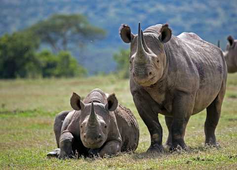 Classic Kenya Safari & Social Impact photo 2