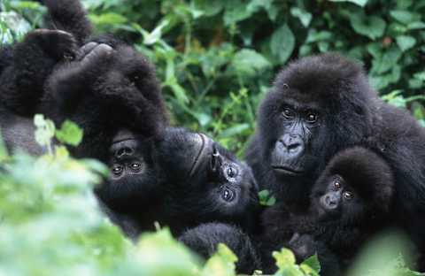 Essential Rwanda: Gorilla Encounters photo 4