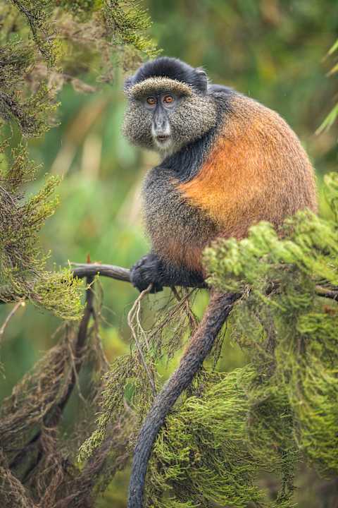 Rwanda Gorillas & Serengeti Safari photo 2