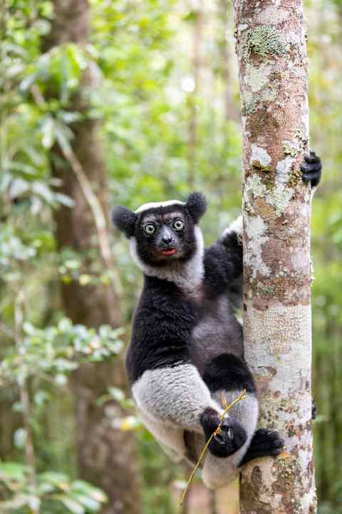 Rare Encounters: Primates of Madagascar & Uganda photo 2