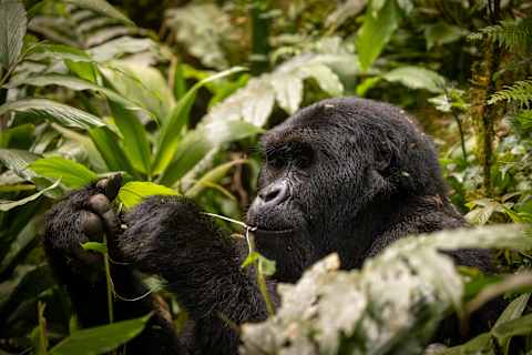 Rare Encounters: Primates of Madagascar & Uganda photo 1
