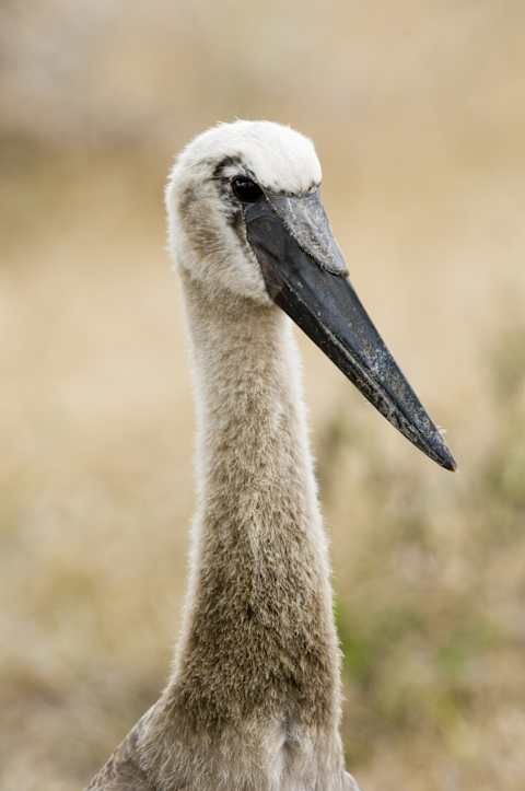 Southern Tanzania Safari & Zanzibar Escape photo 2