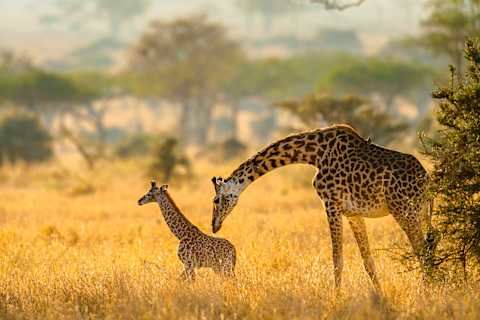 Tanzania Family Safari: Wild Encounters photo 4