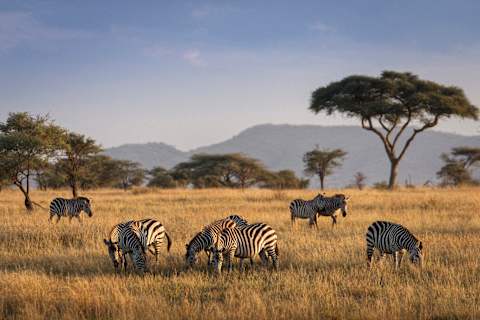 Uncharted Tanzania: North to South Safari photo 1