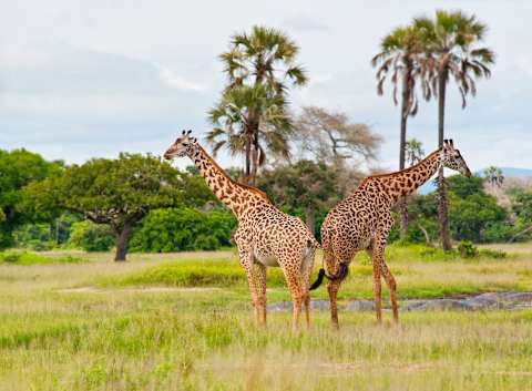 Off-the-Beaten-Path Tanzania & Mafia Island photo 2
