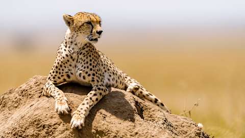 Tanzania Bucket List Safari: Crater & Big Five photo 2