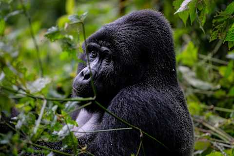 Uganda and Rwanda Gorilla Trekking photo 1