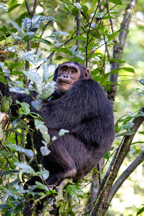 Uganda Gorillas and Game Tracker photo 2
