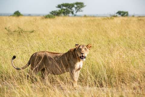 Uganda Highlights  photo 1