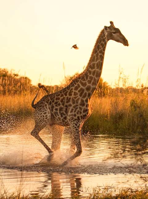 The Best of Botswana & Victoria Falls photo 2