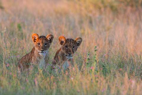 The Best of Botswana & Victoria Falls photo 1