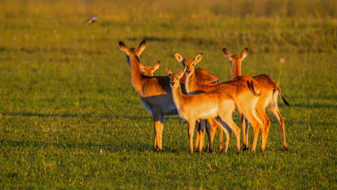 Botswana Unveiled: Chobe & the Okavango photo 4