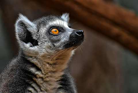 Rainforests of Madagascar Masoala & Andasibe National Park photo 4