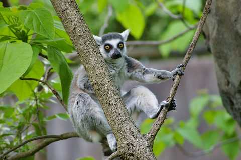 Madagascar Highlights photo 4