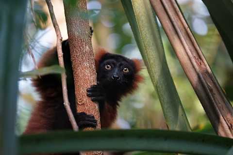 Rainforests of Madagascar Masoala & Andasibe National Park photo 2