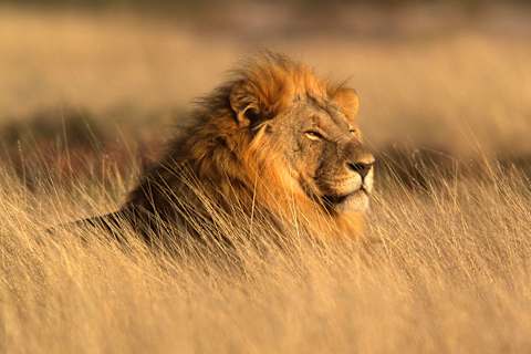 Big Five Safari & Zanzibar Escape photo 2