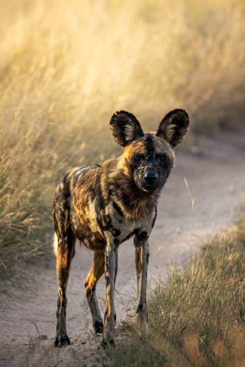 Essential South Africa: Big Five Safari photo 2
